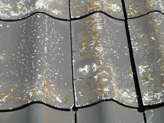 神奈川県横浜市中区 屋根点検　コケ