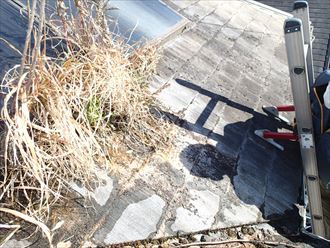 パネル下側にそって生えた雑草