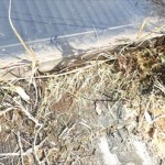 毛細血管のように張り巡らされた根