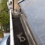 浦安市　雨樋調査　軒樋に土が堆積