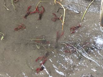 習志野市屋根雨樋点検006