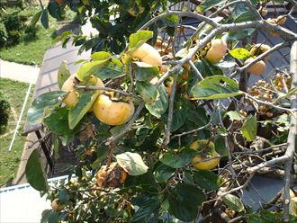 船橋市軒天剥がれ原因004