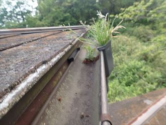 雨樋,破損,詰まり