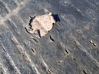 長生郡一宮町　屋根の点検　塗膜が剥がれている