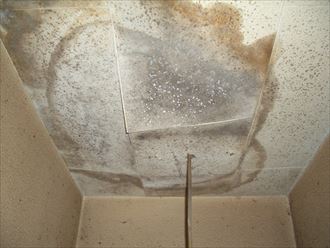 雨漏り,天井,雨染み,カビ