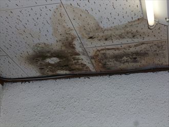 天井,ジプトーン,腐食