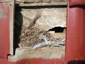 防水紙の剥がれ