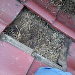 溜まった葉っぱ