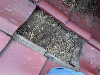 溜まった葉っぱ