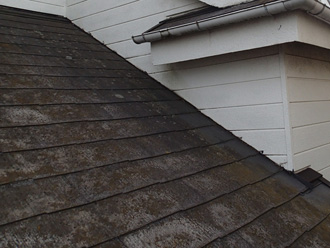 川崎市幸区　苔が生えている