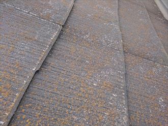 スレートに付着した苔