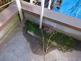 ドレンに苔の繁殖
