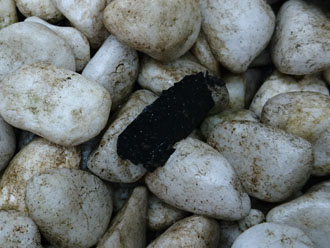 庭に落下したパミールの一部