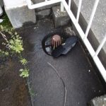 目地から生えてきた植物