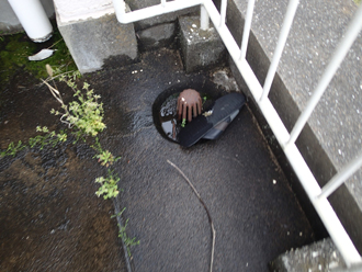 目地から生えてきた植物