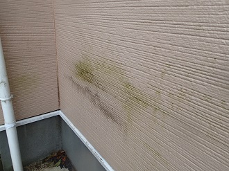 苔の生えた外壁