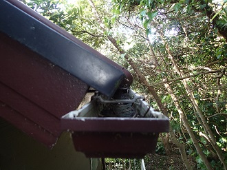 落ち葉の詰まりが危惧される雨樋
