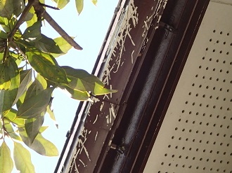 植物によって傷つけれらた雨樋