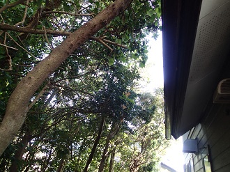 雨樋以上の高さに成長した木々