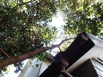 雨樋を覆う植物