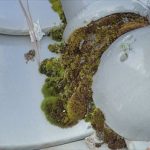 水分を吸収しないと浮き瓦に苔