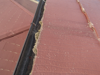 軒側に苔が繁殖