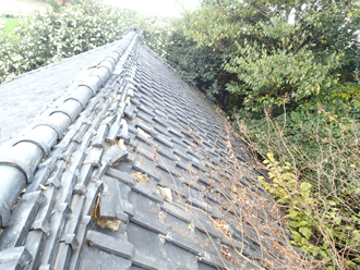 瓦に寄生する植物