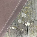 苔が付着した屋根材