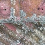 パラマウントカビ