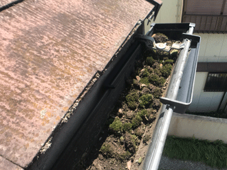 飛散した土に苔発生