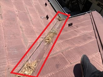 谷板金に松葉が溜まっています