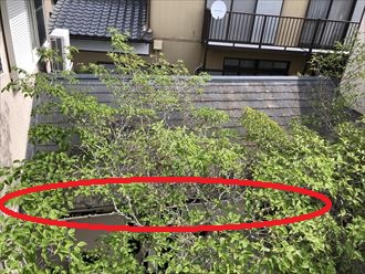 下屋付近に樹木