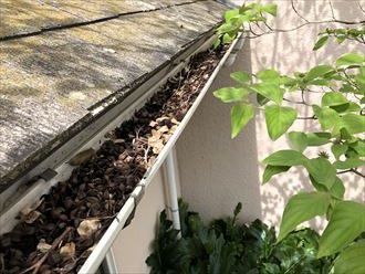 雨樋に木の実が詰まっています