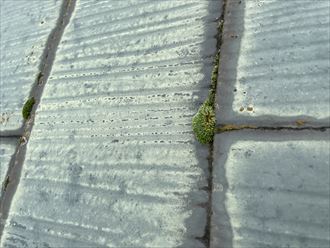 苔の発生