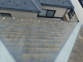 四街道市　苔の発生