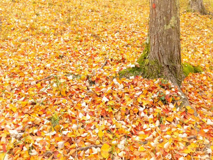 落ち葉