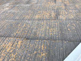 塗膜が劣化し苔が繁殖