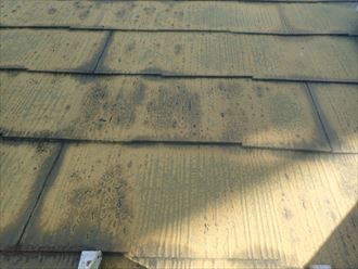 四街道市　苔の発生