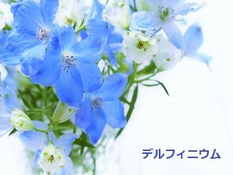 デルフィニウム