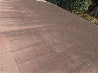 佐倉市　苔の発生