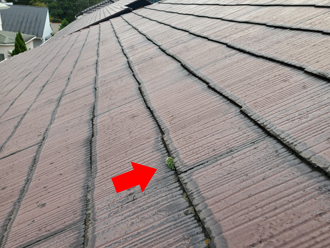 小口箇所に苔が発生