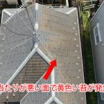 黄色い苔が繁殖