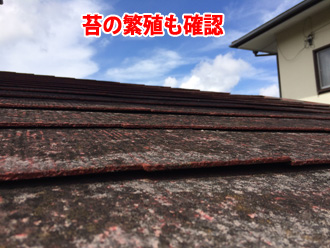 苔の繁殖も確認