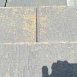 表面に発生している苔