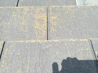 表面に発生している苔