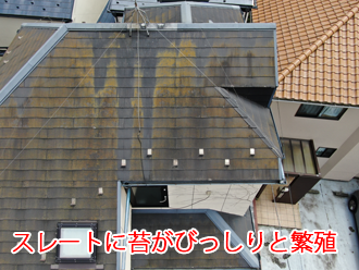 屋根北面に発生した苔