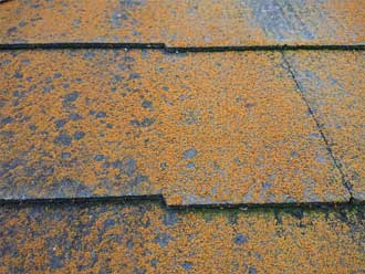 スレートに繁殖した苔の様子