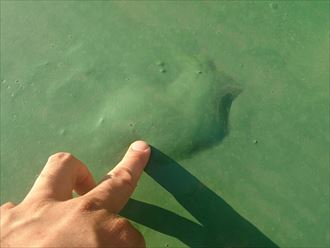 水蒸気が逃げ場を失い、膨らんだ防水層