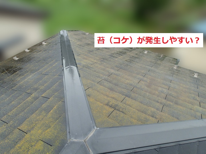 苔（コケ）の繁殖