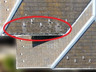 苔（コケ）　カビ繁殖